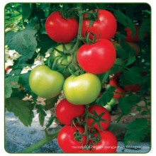 RT20 Jinshun f1 hybride à haut rendement semences de tomates indéterminées pour serre